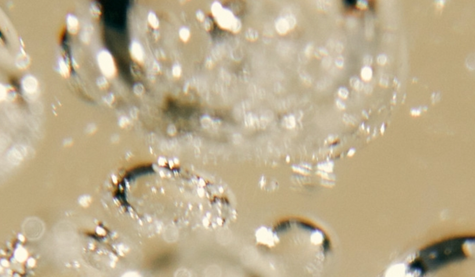 How Do Probiotics Work? The Science Behind the Good Kind of Bacteria